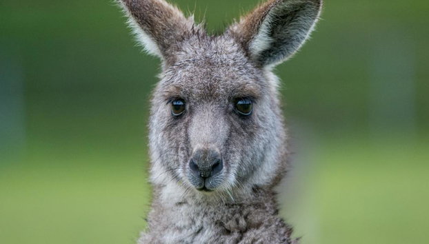 Escapada de 1 día a la naturaleza del Parque Nacional Grampians - Foto 2